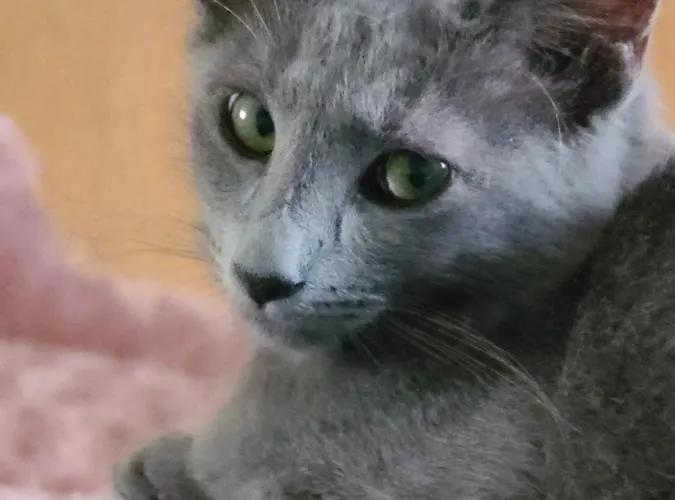 B&B Bienvenue Chez Lilaroma Mérignac